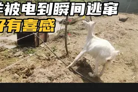 花一千围五百米电子隔离带，散养奶羊，终于解决羊祸害蔬菜问题。视频封面
