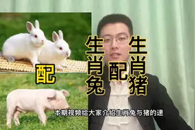 十二生肖速配详解：生肖兔配生肖猪。快转给身边属兔和属猪的人。视频封面