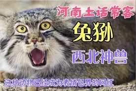 一说“兔狲”河南人秒懂，殊不知这种西北神兽已然成为大网红！
