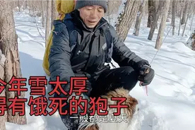 东北山里狍子成群！没人捕猎生态好了，刺老芽跟小刀炫耀知识点！视频封面