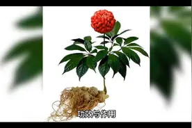 中药三七的功效与作用