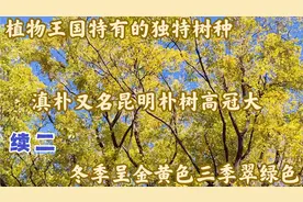 植物王国云南特有的独特树种 滇朴即昆明朴树高冠大 冬季呈黄金叶视频封面