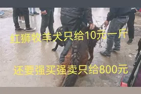农村狗市狗贩子看到牵过来一条大狼狗只给10元一斤，还要强买强卖视频封面