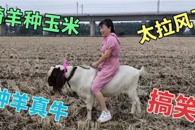 美女把羊当马骑，骑羊视频给人带来太多的笑声，这才是高手在民间视频封面