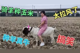 美女把羊当马骑，骑羊视频给人带来太多的笑声，这才是高手在民间视频封面