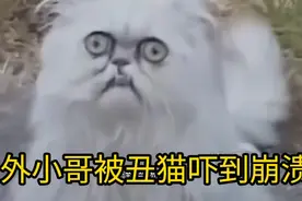 国外小哥被丑猫吓的藏到床底下视频封面