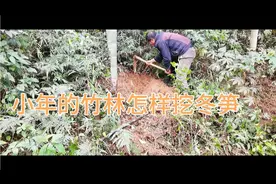 在小年的竹林挖冬笋，你知道怎样选竹吗？