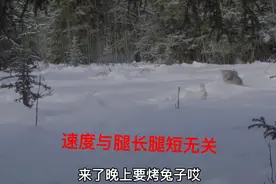 兔子🐰:我就等着你你不到我眼前我都不跑！