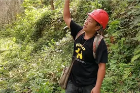 大哥的寻蜂技术娴熟，经验丰富，在树林里的蜂窝轻松就能找到