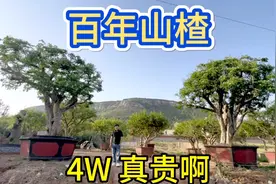 山东枣庄有2棵老树山楂，要价竟然高达40000多元，真是超乎想象啊视频封面