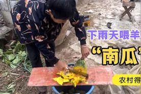 下雨天没什么食物可喂羊了，砍两个大南瓜吧，羊羔竟然都这么爱吃视频封面