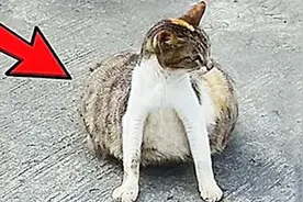 猫咪肚子大的吓人命悬一线，极限下的气球随时可爆炸，结局美好！视频封面