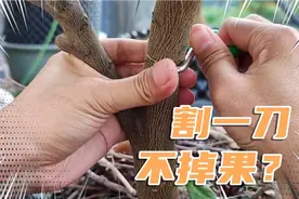 柑橘落果怎么办？这样割一刀，不掉果，提产量，太实用了！视频封面