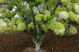 花高价30元从江苏买回一棵植物种苗，种在墙角下，院内适合种植吗视频封面