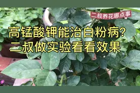 高锰酸钾能治月季白粉病吗？二叔做实验看看效果如何。视频封面