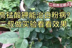 高锰酸钾能治月季白粉病吗？二叔做实验看看效果如何。视频封面