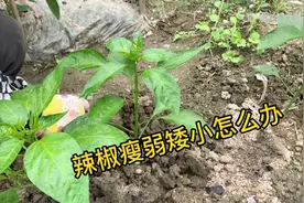 辣椒苗矮小瘦弱，一个小动作就能长得又粗又壮，辣椒挂满枝头视频封面