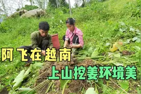 阿飞在越南闯荡，家越来越好，空余时间上山挖姜#我的乡村生活视频封面