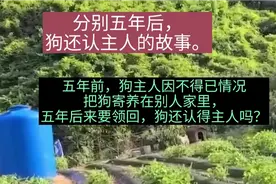 因故与狗分手五年，今天主人来领回，狗还认得主人吗？视频封面