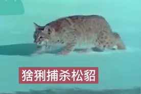 猞猁捕杀松貂，大战300回合双方鼻青脸肿，各自回家疗养！视频封面
