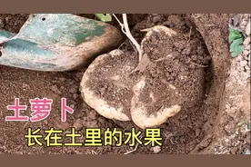 湖南农村特有的这种土萝卜 有一股很大的药腥味 看你们当地有没有视频封面