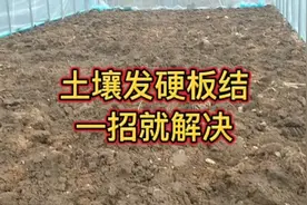土壤硬的像石头，如何改善让其疏松如棉？除了这个没有太好的方法视频封面