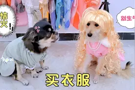 狗狗买衣服，被嘲笑，一气之下把钱都花光了视频封面