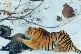 野生东北虎大战西伯利亚狼群，绝对实力碾压，输赢已成定局！视频封面