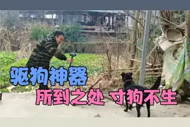 花200块就能让野狗全部消失，这方法真的是绝了，有这么神奇吗？视频封面