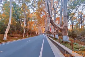 一镜到底最美梧桐大道——南京陵园路