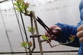 盆景制作一定要掌握好的一把双刃剑——顶端优势视频封面