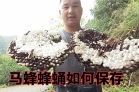 在外面挖的马蜂太多了，吃不完就可以这样放在冰箱里保存了