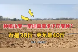 种植小麦一亩究竟该用多少斤麦种？不是30斤，更不是40斤！视频封面