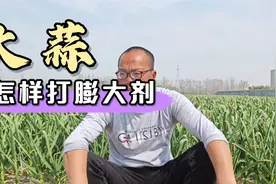 大蒜怎样打膨大剂，打膨大剂对大蒜有影响吗？老四说出自己的看法视频封面
