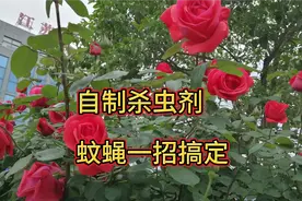 自制杀虫剂蚊蝇一招搞定，安全环保，成本低效果好，可以试一下。