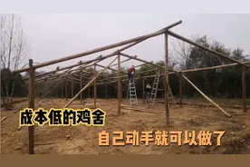 散养土鸡鸡舍可以这样搭建，成本低又简单，自己动手就可以做了视频封面