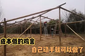 散养土鸡鸡舍可以这样搭建，成本低又简单，自己动手就可以做了视频封面