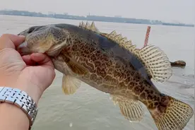 钓一天就钓三条鱼，还钓了三个鱼种，到底是鱼多还是鱼少视频封面