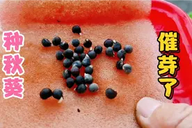 坡姐开始种秋葵，催芽种出的快，种的方法要正确，一颗保一颗视频封面