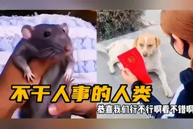 盘点不干人事的人类，女子在路边徒手抓起老鼠跳舞，真是太损了视频封面