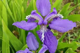 公园里种植的鸢尾花到了争相开放的季节，紫色的花朵好像蝴蝶视频封面