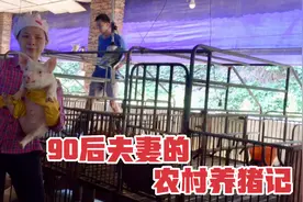 今天从产房断奶了114头小猪，预估在12月出栏，猪价会比现在好吗视频封面