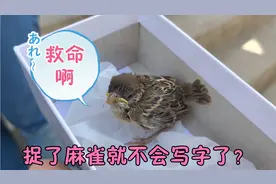 炎炎烈日，捡到一只小麻雀，拿回家赶紧给喂点吃的喝点水视频封面