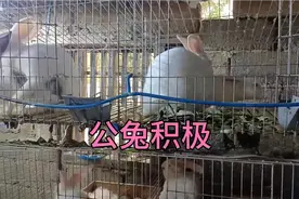 公兔配种战力爆表，初配母兔不愿意，公兔直接开咬视频封面