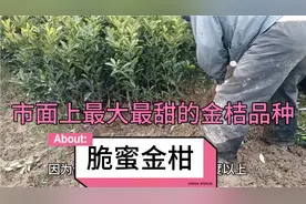 脆蜜金柑是目前最大最甜最贵的金桔品种，市场上一果难求，真牛视频封面