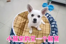 靠颜值和乖巧长大的小萌宝， 收获主人的芳心，换取了漂亮新窝！视频封面