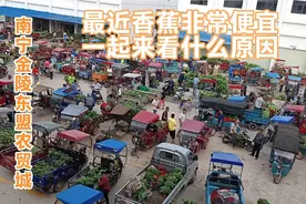 广西香蕉交易市场，最近香蕉非常便宜，到底什么原因一起来看看吧视频封面