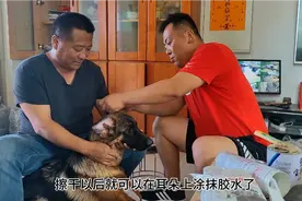 德牧幼犬如何辅助立耳，自己动手立耳全教程