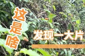 重庆铁山坪 雨后想去山里面捡蘑菇 却发现大片覆盆子 边走边吃视频封面