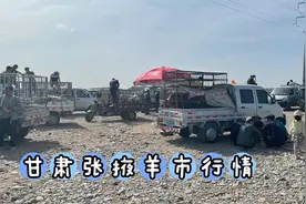 实拍甘肃羊市交易全过程，小伙打探行情，希望的火苗重新燃起视频封面